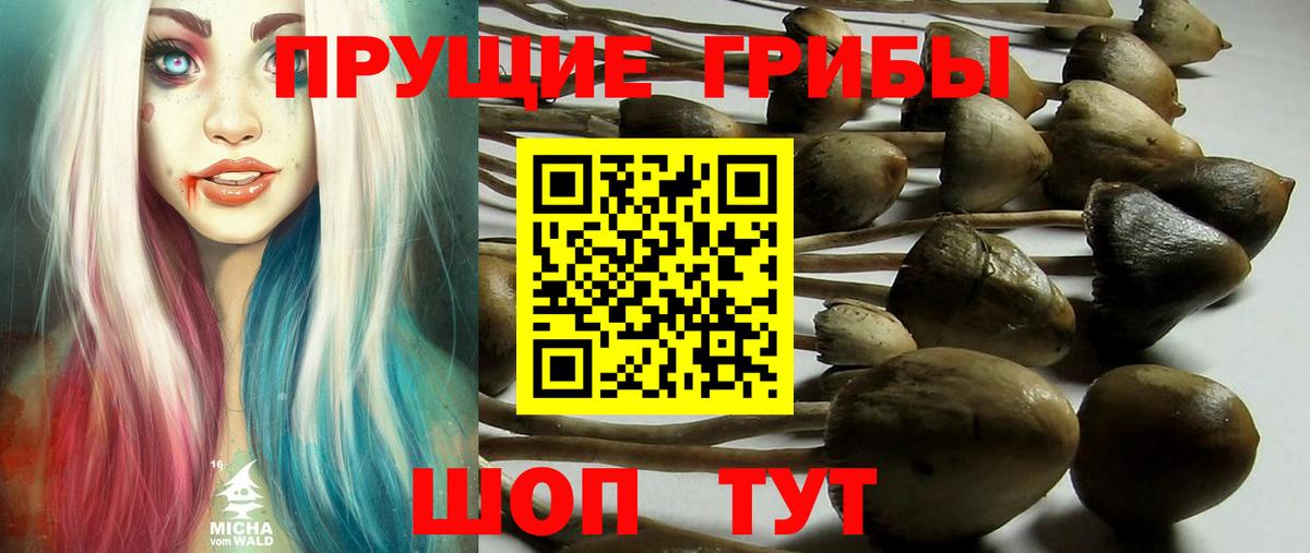 Знаменск  Галлюциногенные грибы Cubensis  Вход с VPN 